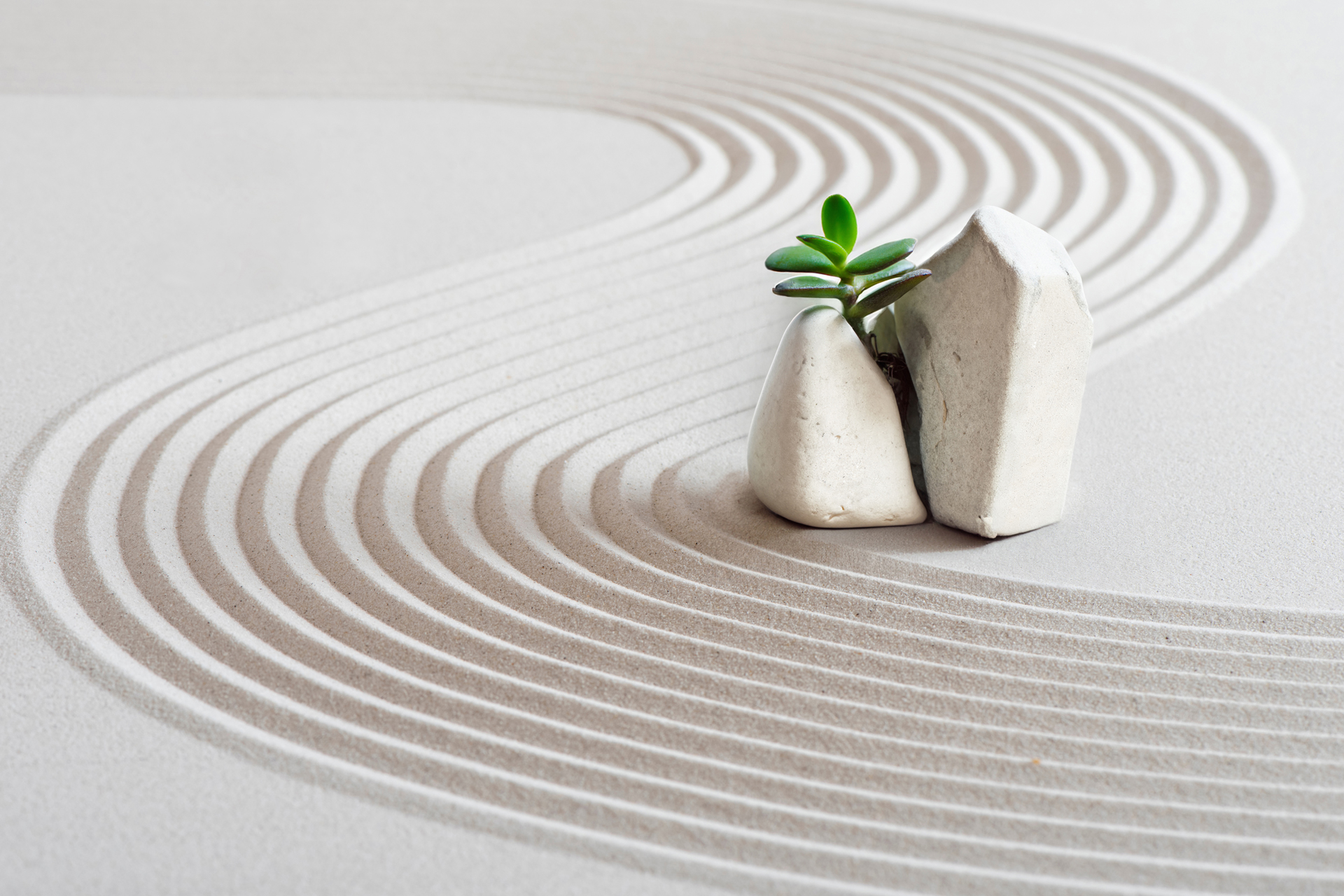 Plant breaking through stone, representing inner strength and growth at Inner Strength Therapy Beverly Hills