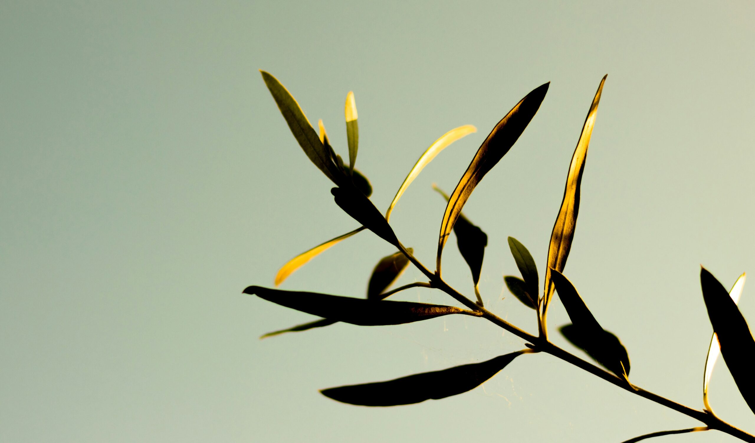 healing after narcissistic abuse - olive branch